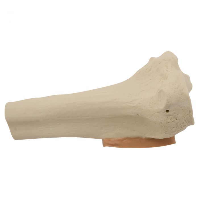 EZ-IO Training Bone (Adult Tibia)