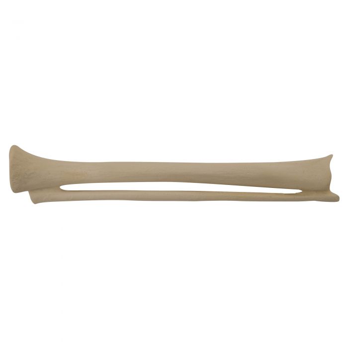 EZ-IO Training Bone (Infant Tibia)