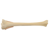 EZ-IO Training Bone (Child Tibia)