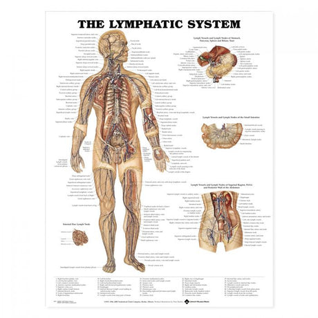 Laminated Anatomical Chart (Lymphatic System)