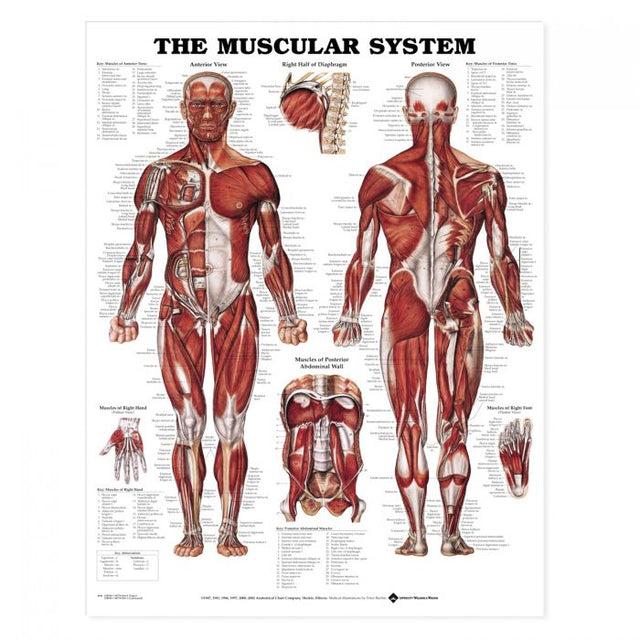 Laminated Anatomical Chart (Muscular System)