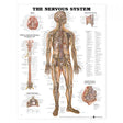 Laminated Anatomical Chart (Nervous System)