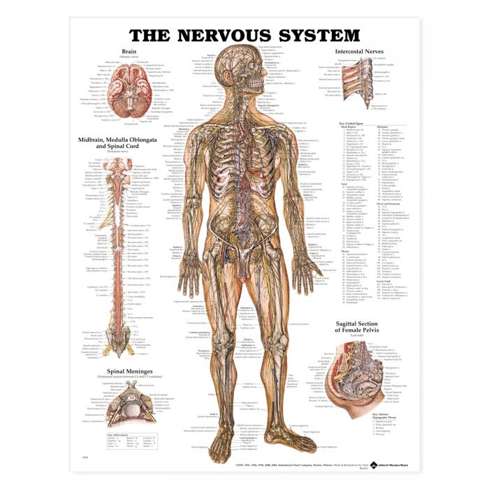 Laminated Anatomical Chart (Nervous System)