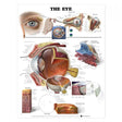 Laminated Anatomical Chart (Eye)