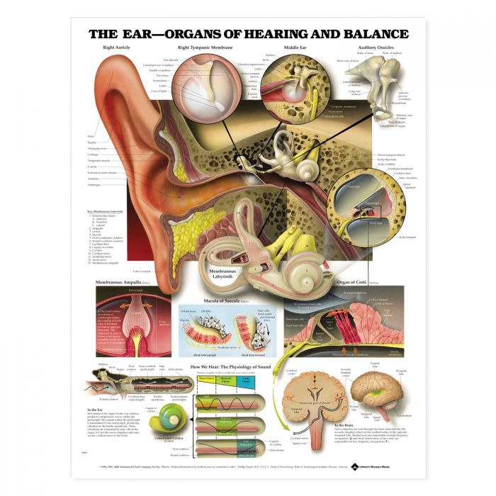 Left Ear Reference Laminated Anatomical Chart (Ear) β MedTree
