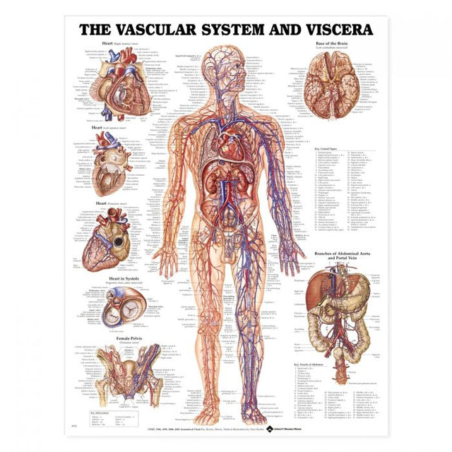 Laminated Anatomical Chart (Vascular System)