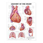 Laminated Anatomical Chart (Heart)