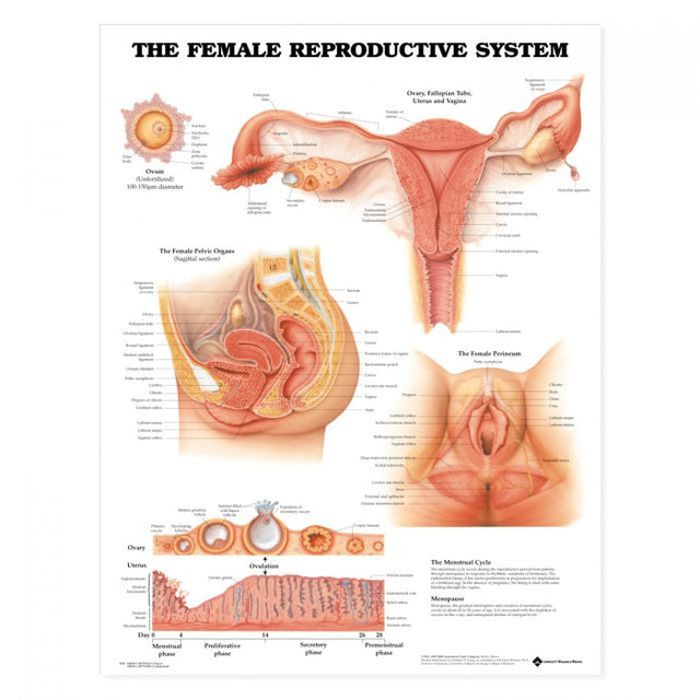 Laminated Anatomical Chart (Female Reproductive System)