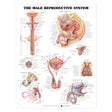 Laminated Anatomical Chart (Male Reproductive Sysem)