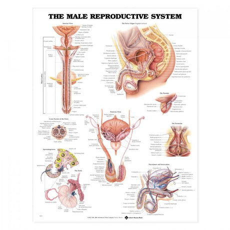 Laminated Anatomical Chart (Male Reproductive Sysem)