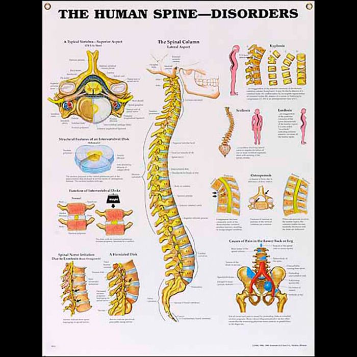 Spinal Function Chart Nerve Chart | Chiropractor In Sacramento, CA