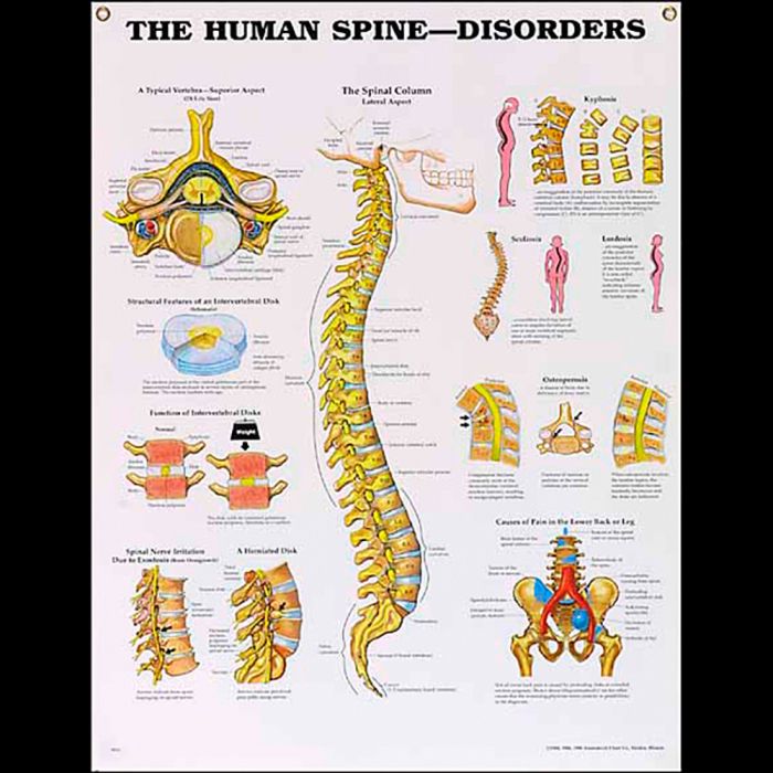 Laminated Anatomical Chart (Vetebral Column)