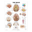 Laminated Anatomical Chart (Brain)