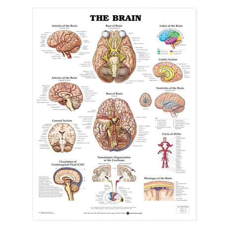 Laminated Anatomical Chart (Brain)