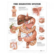 Laminated Anatomical Chart (Digestive System)