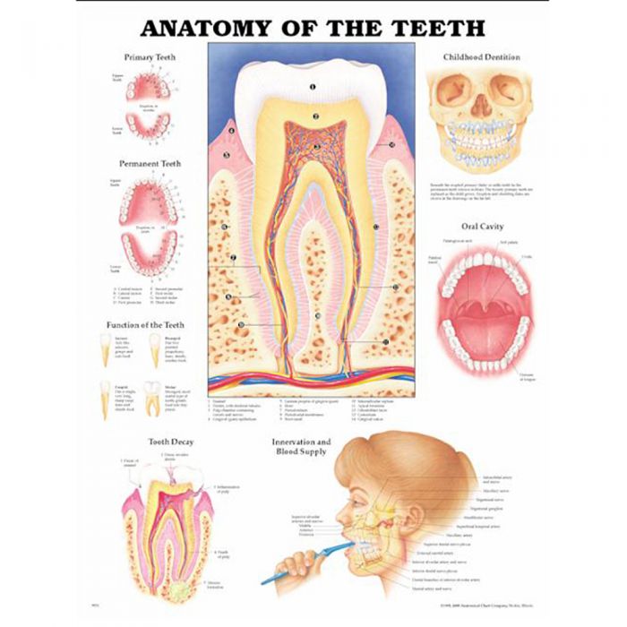 Laminated Anatomical Chart (Teeth)