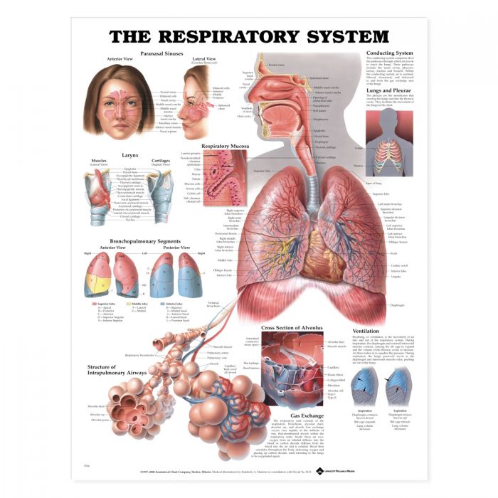 Laminated Anatomical Chart (Respiratory System)