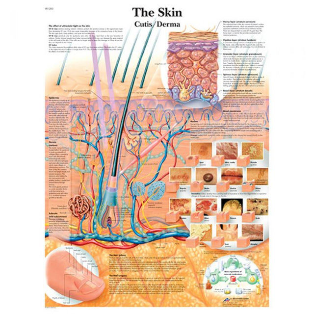 Laminated Anatomical Chart (Skin)