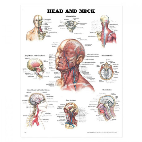 Laminated Anatomical Chart (Head and Neck)