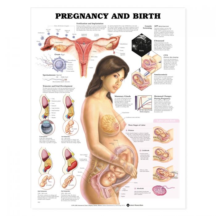 Laminated Anatomical Chart (Pregnancy and Birth)