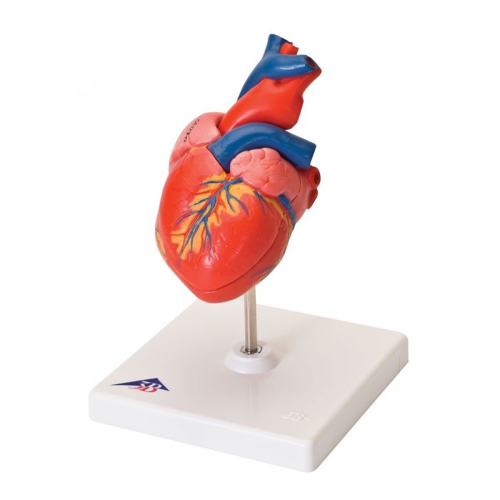 Heart Model