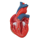 Heart Model