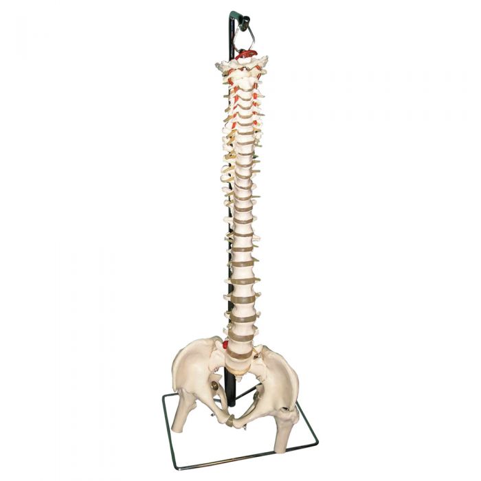 Vertebral Column Model