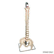 Vertebral Column Model Stand