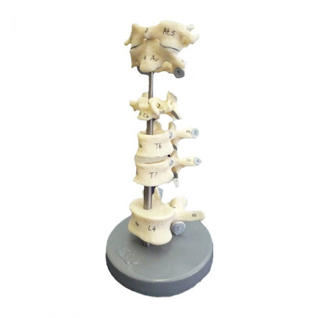 Comparative Vertebrae Set