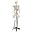 Human Skeleton (With Stand)