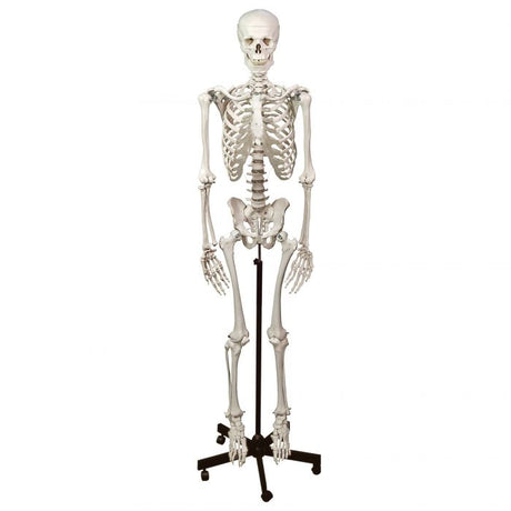 Human Skeleton (With Stand)