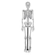 Miniature Human Skeleton