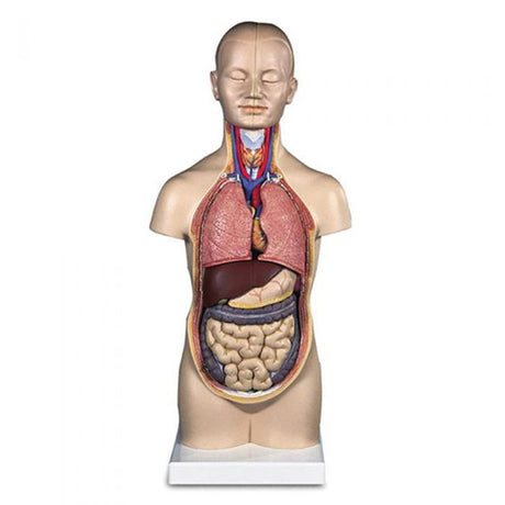 Half Size Torso Model (With Head)