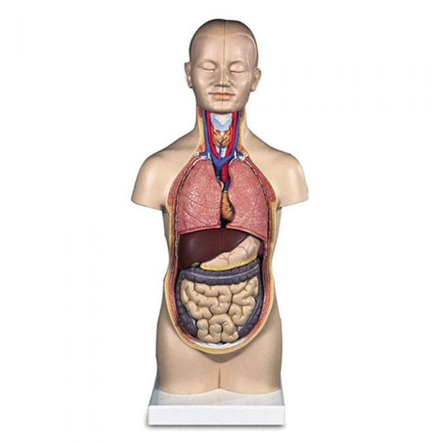 Half Size Torso Model (With Head)