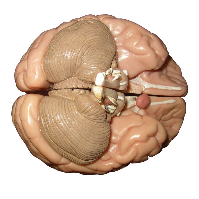 Human Brain Mounted on a Base