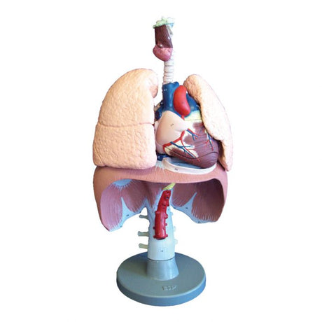 Life Size Model of the Respiratory Organs