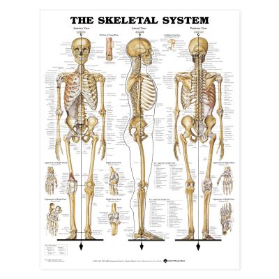 Laminated Anatomical Chart (Skeletal System)