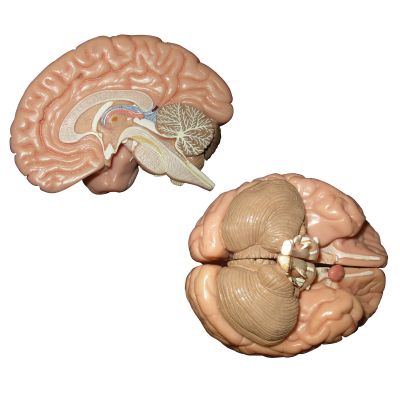 Human Brain Mounted on a Base